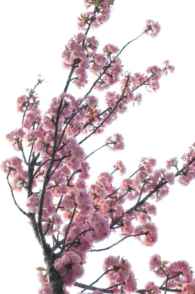 Fiore di primavera Fotografia Stock