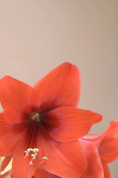 Amarylis vermelho — Fotografia de Stock