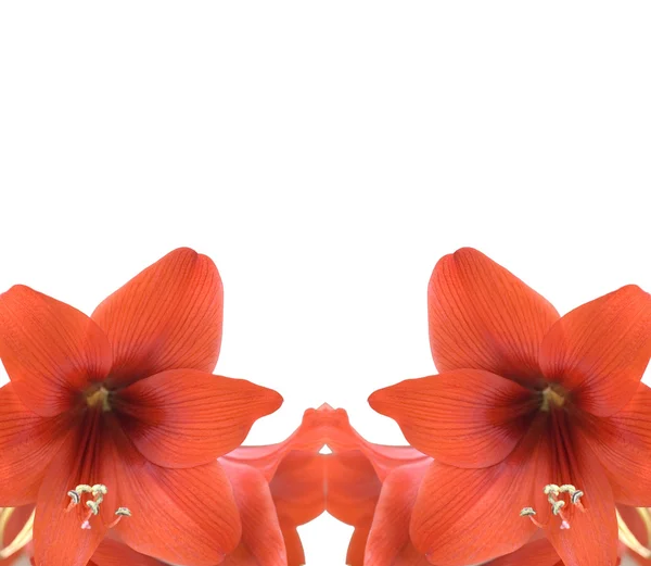 Cadre amarylis rouge — Photo