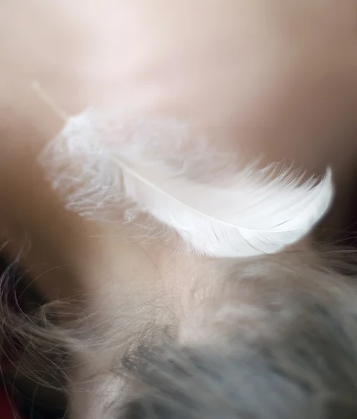 Stock image Feather