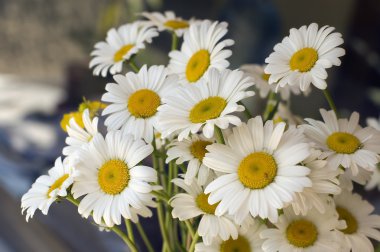 A bunch of white daisy clipart