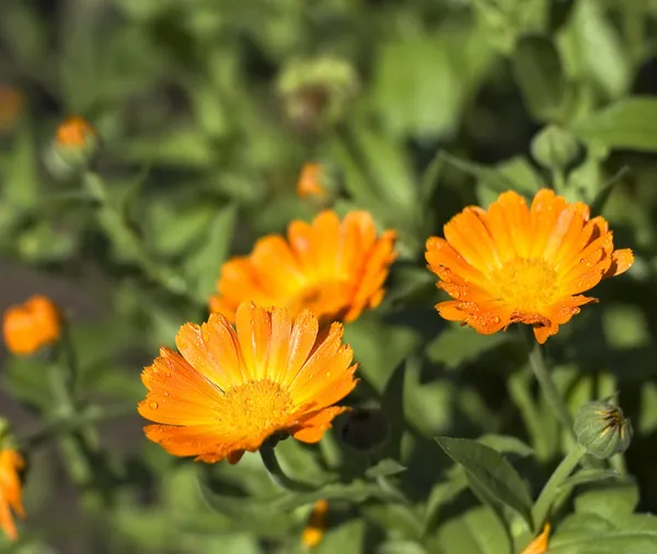 Orange calendula field — Stock Photo, Image