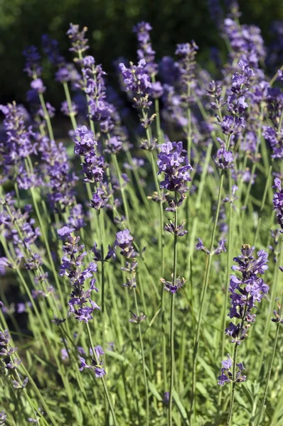 stock image Lavender field