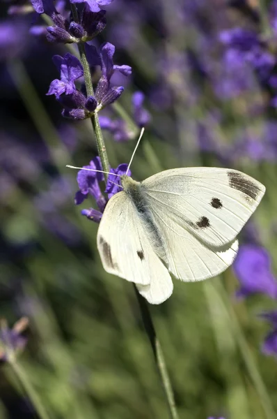 Stock image Butterfly on lavender