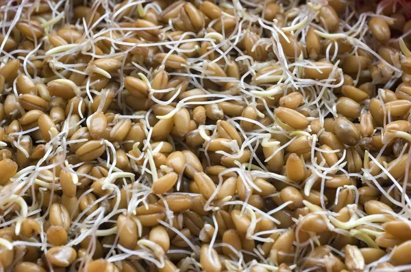 Wheat germ closeup Stock Photo