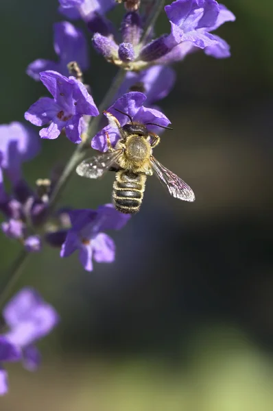 薰衣草上的蜜蜂 免版税图库图片