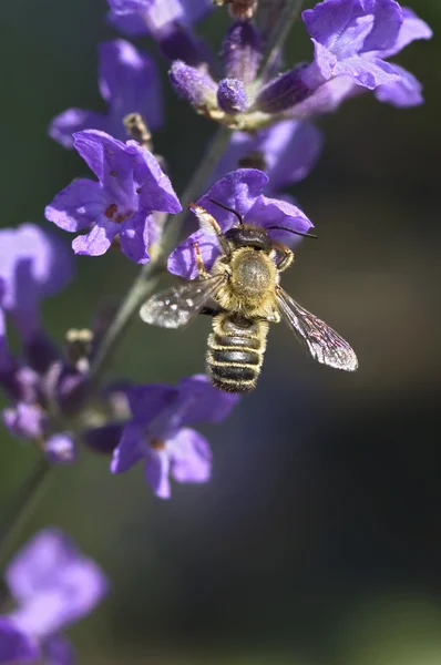 라벤더 위에 있는 꿀 벌 스톡 사진