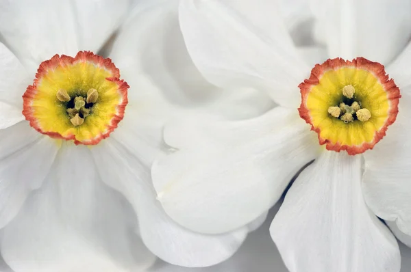 Narcis closeup — Stock Photo, Image