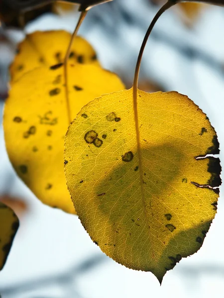 stock image Autumn leaves