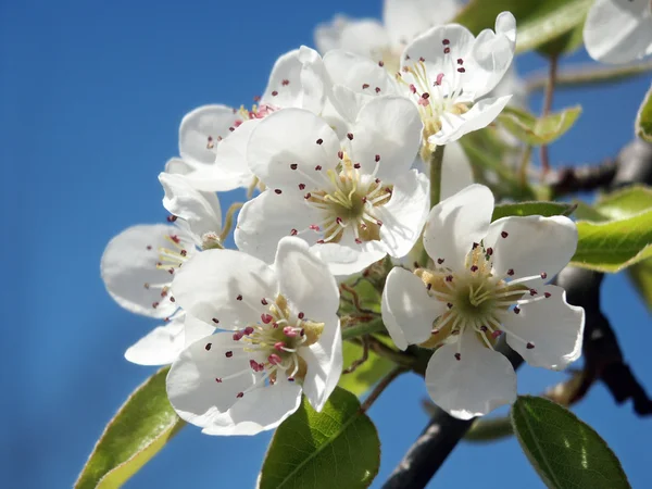 stock image Pear blossom