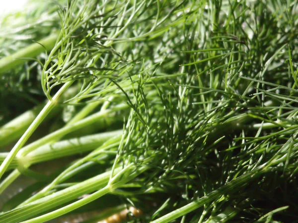 stock image Bunch of dill