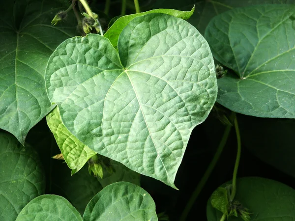 stock image Heart leaf