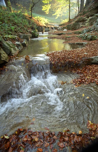 stock image Autumn leaves