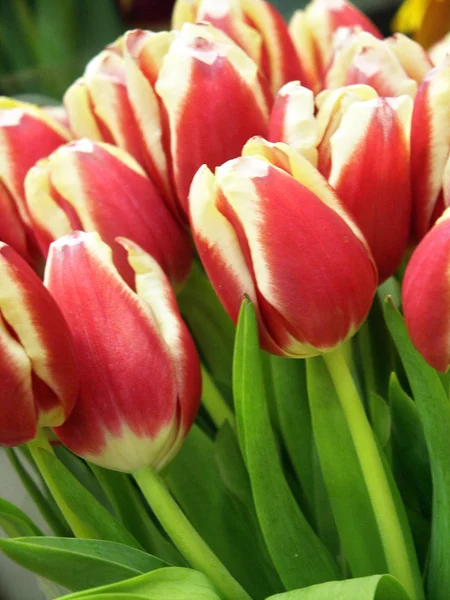 Kilka pięknych czerwonych tulipanów — Zdjęcie stockowe