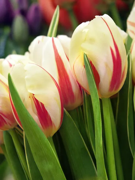 Banda krásný bílý Tulipán — Stock fotografie