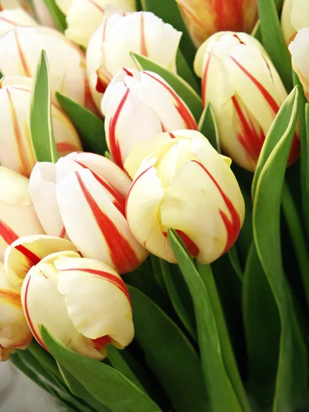Sekelompok tulip putih yang indah — Stok Foto