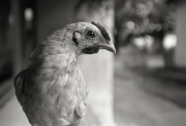 stock image Chicken alone in black and whte