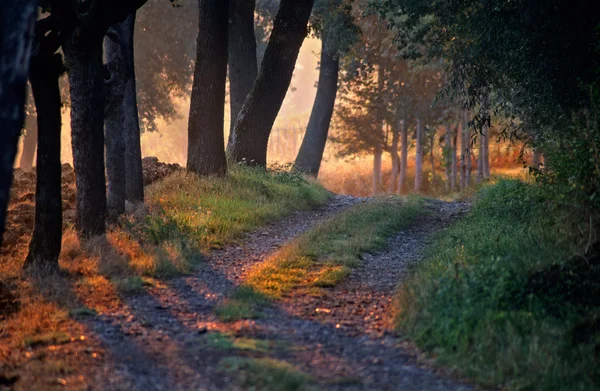 stock image Dawn in the forest