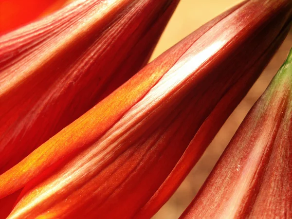 Vermelho amaryllis close-up — Fotografia de Stock