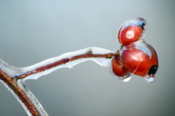 Rose hip in the winter time. — Stock Photo, Image