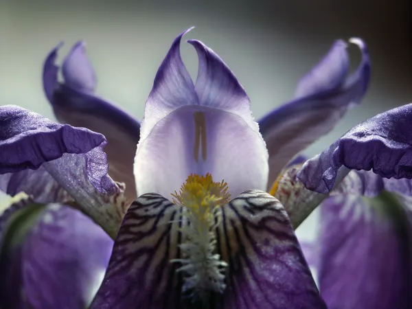 Violette Schwertlilie aus nächster Nähe — Stockfoto