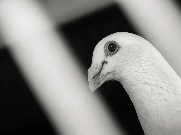 한 우리에서 흰색 비둘기 — 스톡 사진