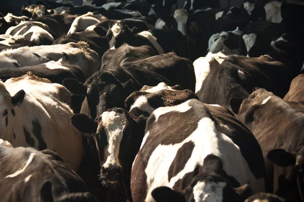 Stádo dobytka — Stock fotografie