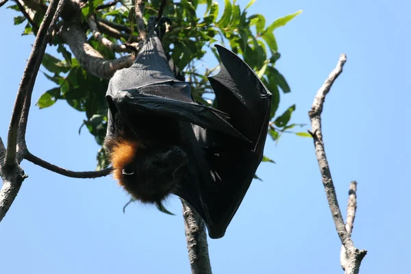 stock image Fruit bat