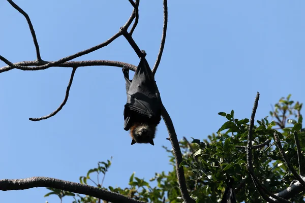 Morcego pendurado na árvore — Fotografia de Stock
