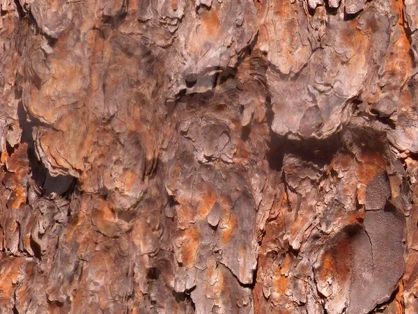 シームレスな樹皮 — ストック写真