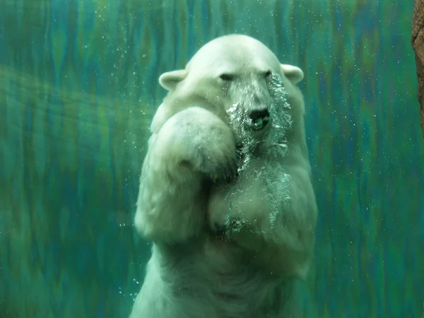 "Aqua Bear" — Stock Photo, Image