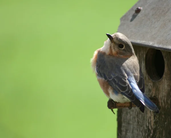 Spring bluebird — Stock Photo, Image