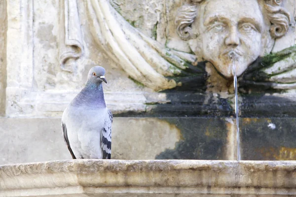 Pigeon on a fountain — Stock Photo, Image