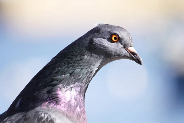 비둘기 초상화 — 스톡 사진