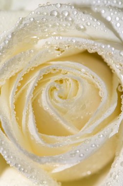 White rose 3 clipart