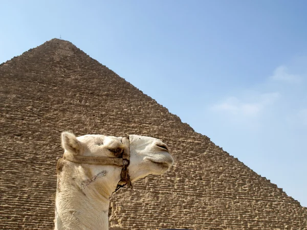 Piramides en kameel — Stockfoto