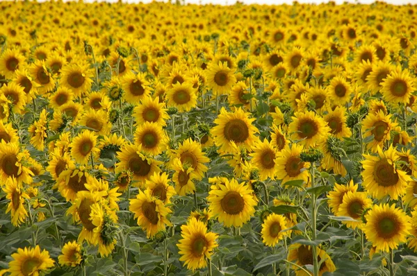 stock image Sunflower's Sea