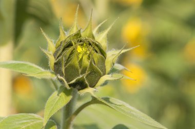 kapalı ayçiçeği - helianthus annuus