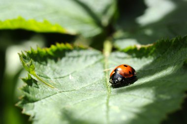 uğur böceği - coccinellidae