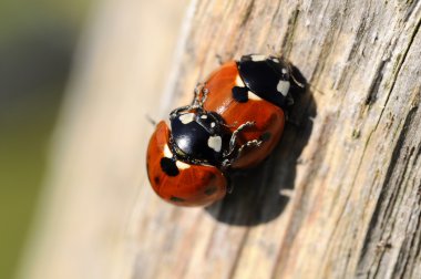 Ladybug - Coccinellidae clipart