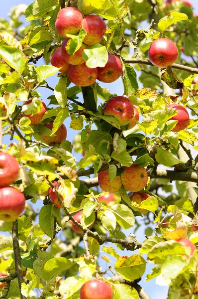 stock image Fallen fruit - apple tree