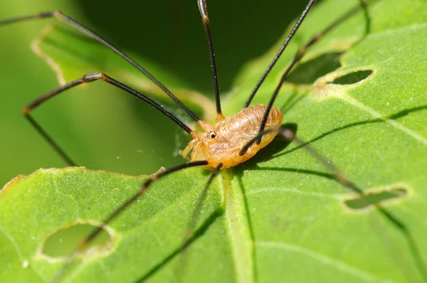 Araña de patas grandes - Pholcus-falangioide — Foto de Stock