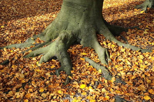 ルート - 秋を葉します。 — ストック写真