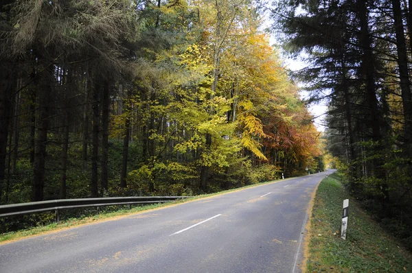 Bosque de otoño - Carretera Fotos de stock libres de derechos