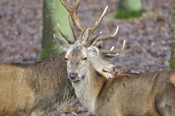 Deer - Pair - Cervus elaphus — Stock Photo, Image