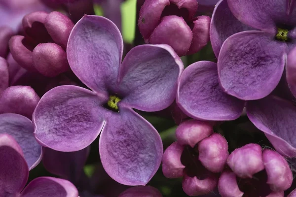 Red lilac — Stock Photo, Image