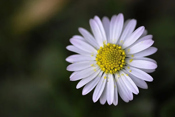 stock image Daisies blossom