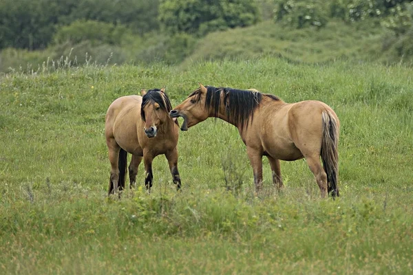 stock image Henson-horses