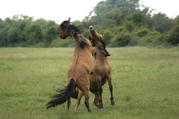 Henson-atları — Stok fotoğraf