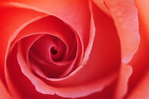 Stock image Blossom of red rose